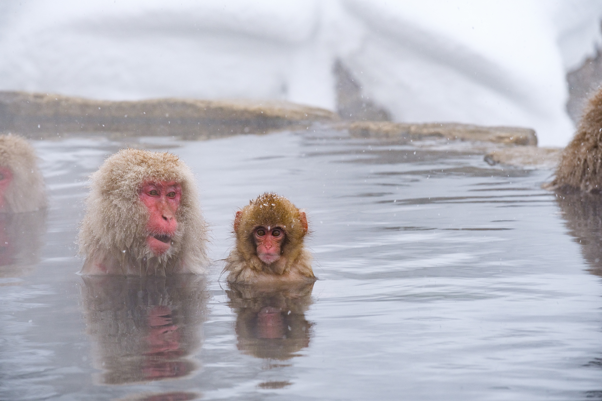 Snow monkeys bathing in a hot spring