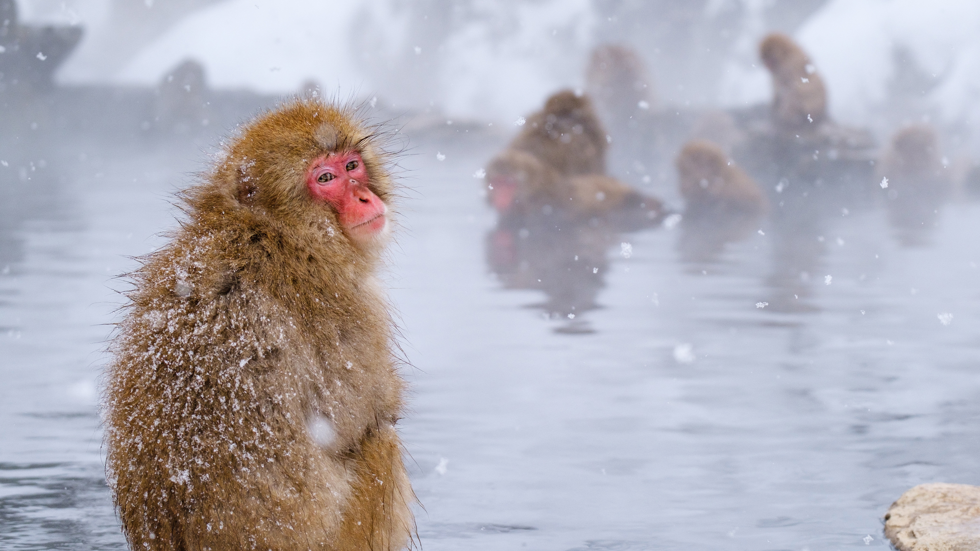 A Japanese macaque in the snow