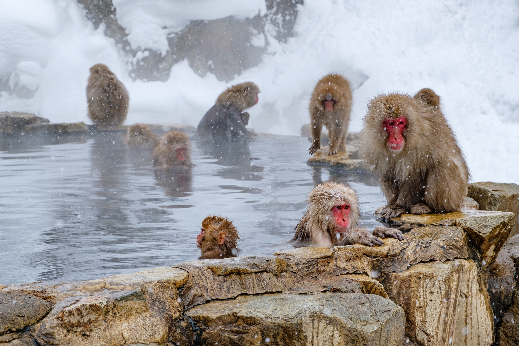 Jigokudani