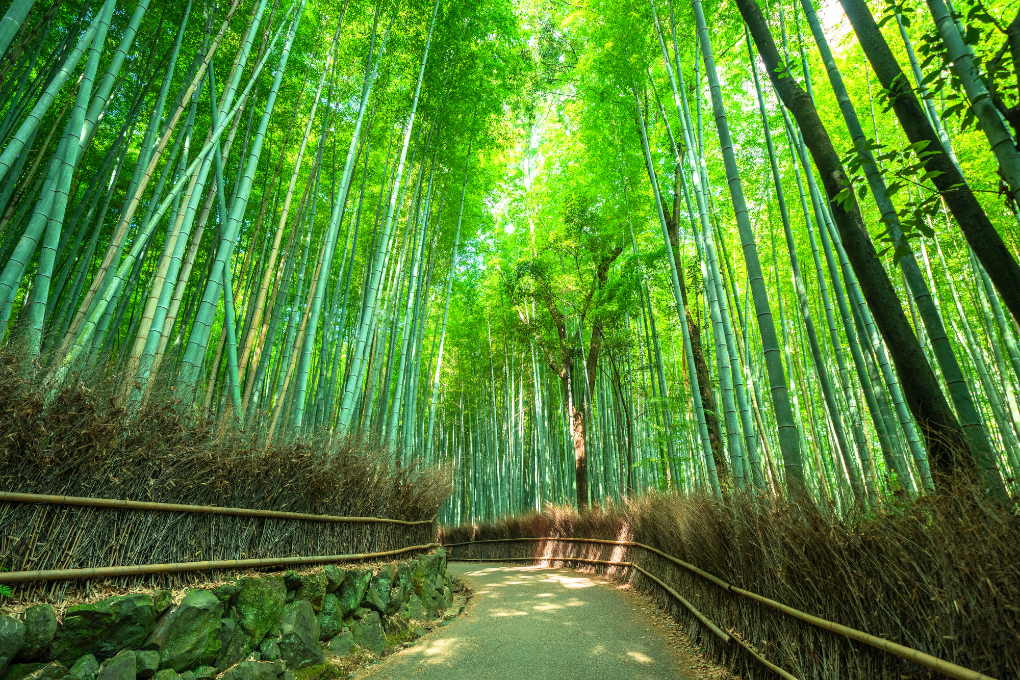 3-3. Bamboo Grove & Nonomiya Shrine Area: Special Rules to Preserve the Serenity