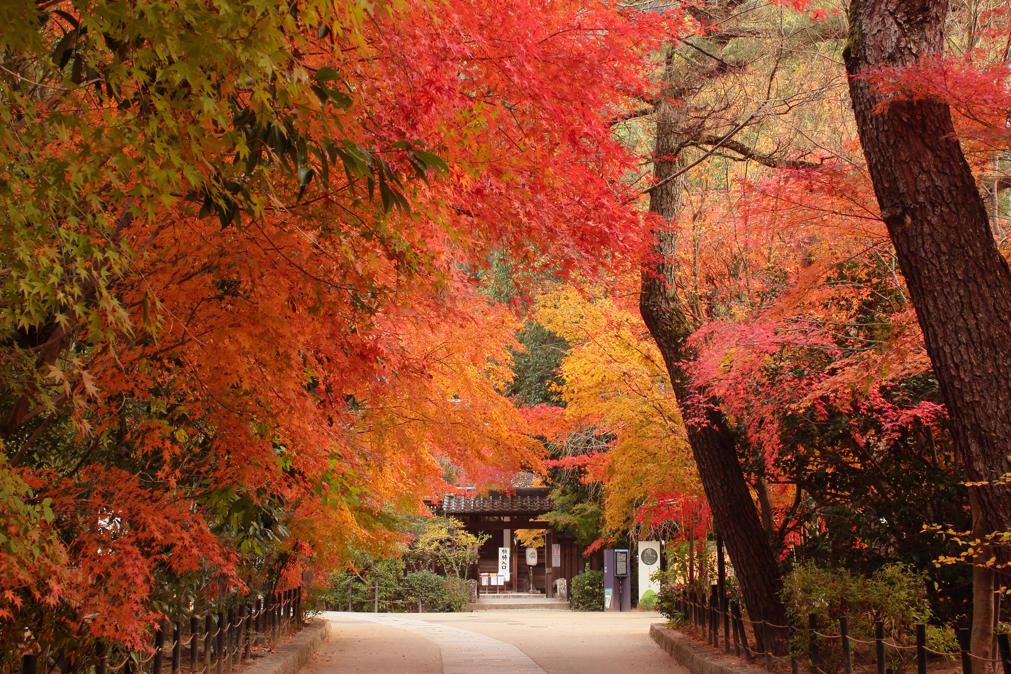 Scenery of the Uji River and Uji Bridge