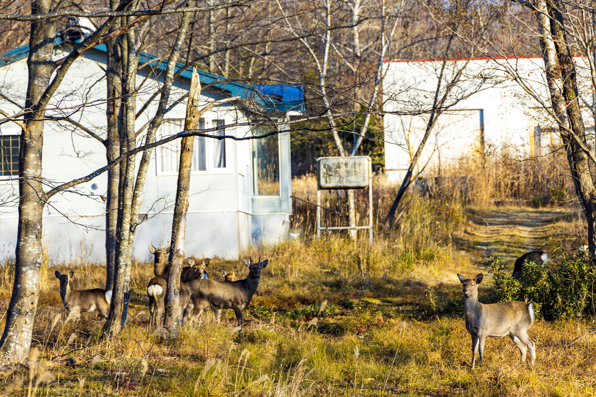 3-4. Distance from Wildlife: Watch from Afar, Do Not Feed
