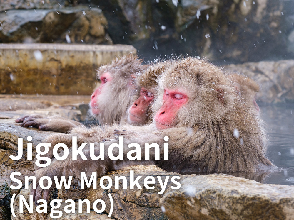 Jigokudani Snow Monkeys（Nagano）