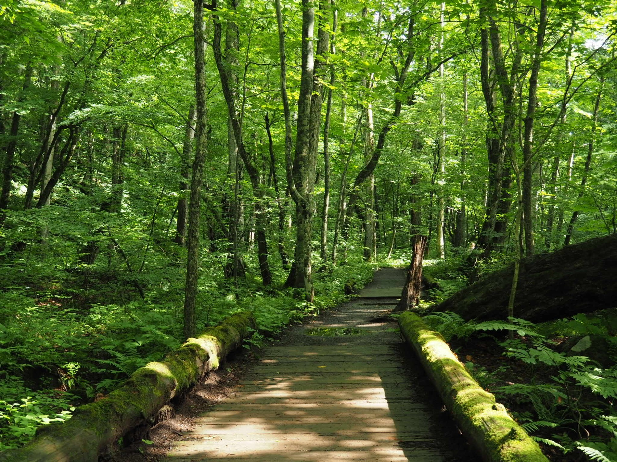 3-1. The Path is a Boundary with Nature: The Absolute Promise Not to Step Off