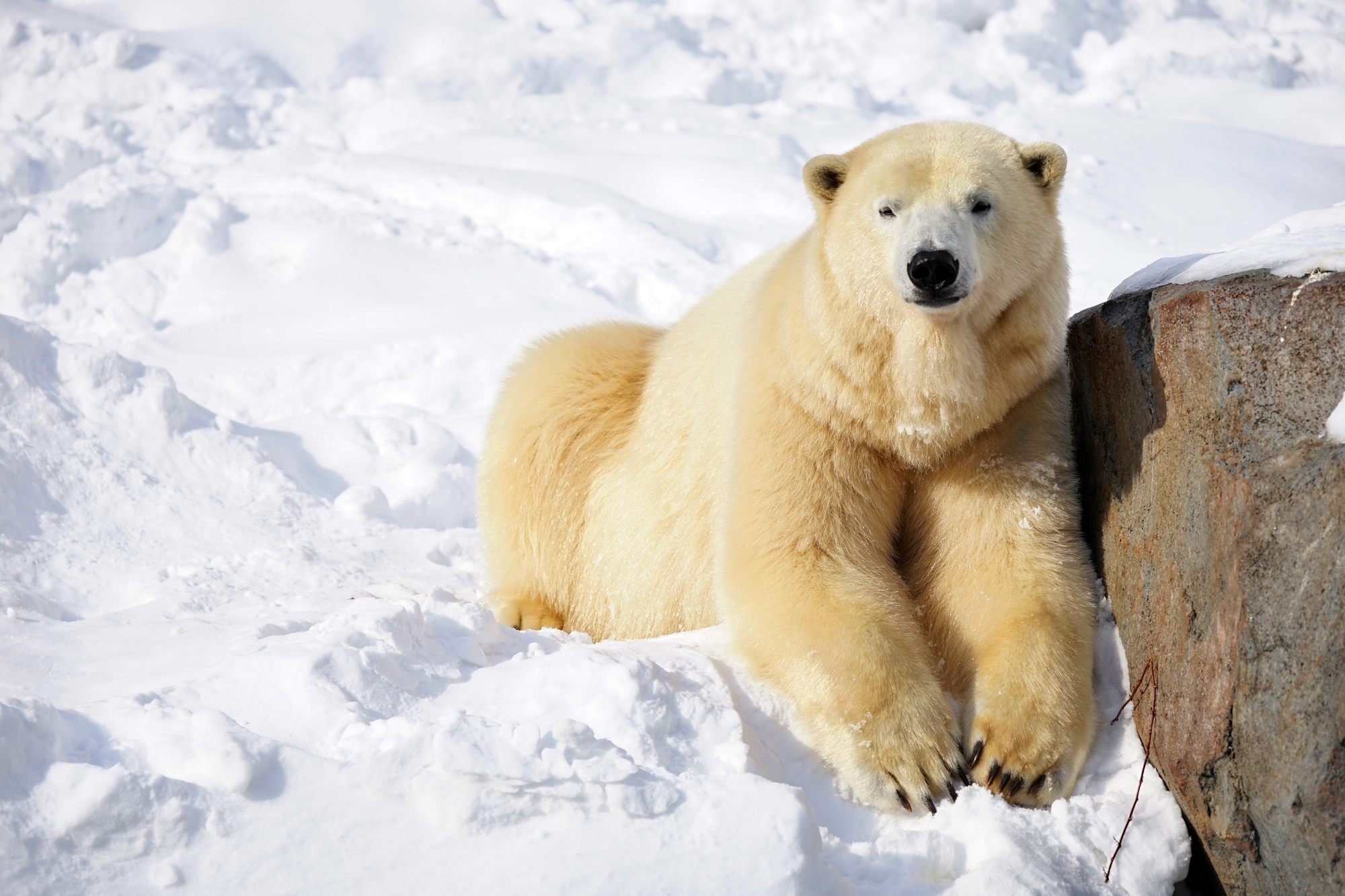 3-3. Maruyama & Okurayama Area: Winter Zoo and Winter Sports