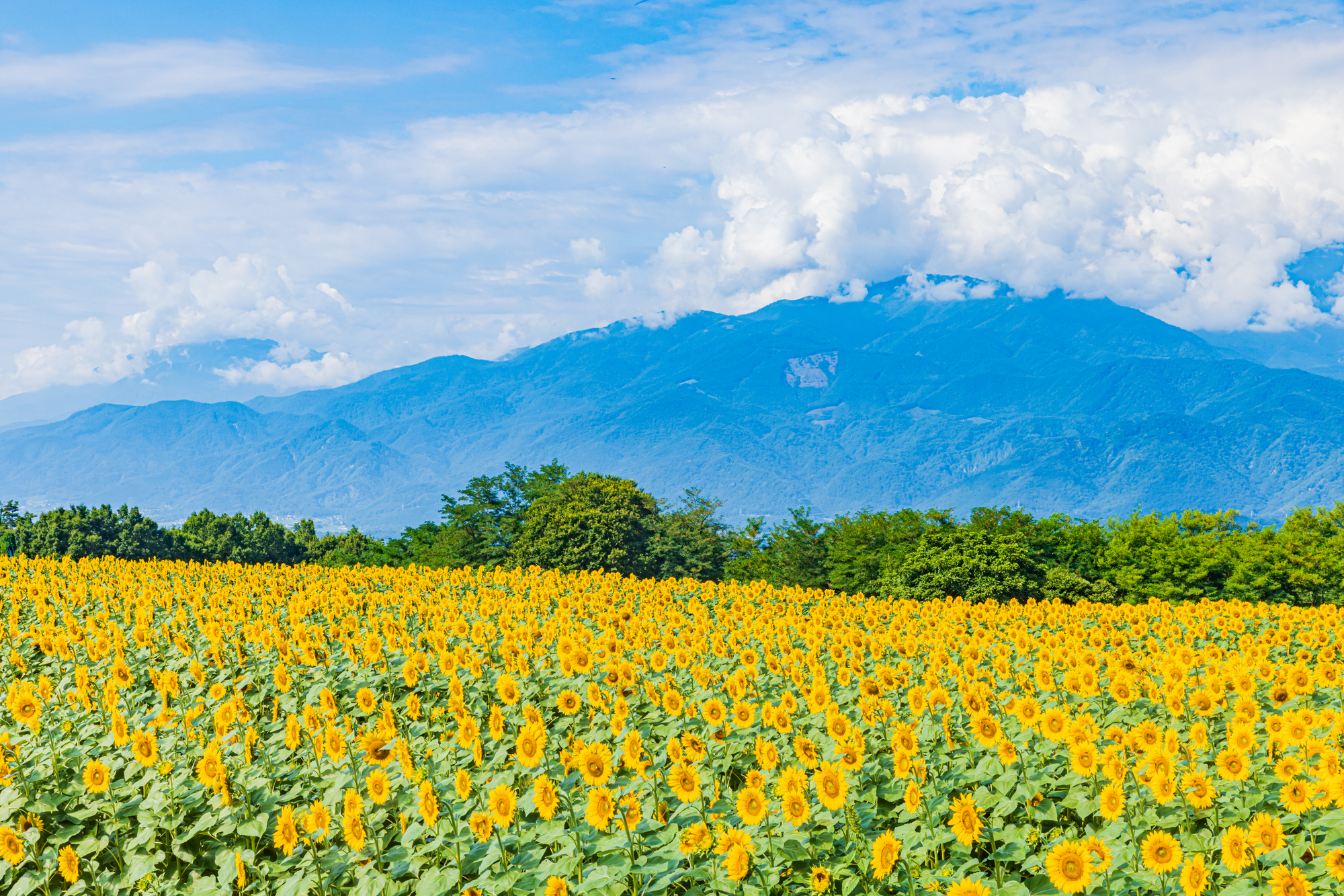 3-4. Akeno, Oizumi, and Nagasaka: Sunflowers and Panoramic Views